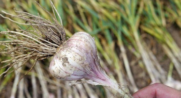 Kdy a jak odstranit zimní česnek ze zahrady?